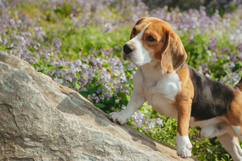 一只狗站在紫色花田里的一块大石头上