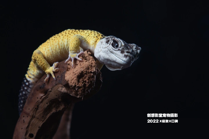 豹纹守宫