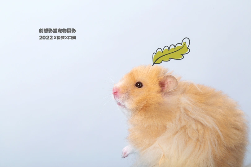 白色背景上仓鼠的照片