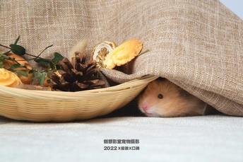 篮子里的一只小老鼠 毯子下有花