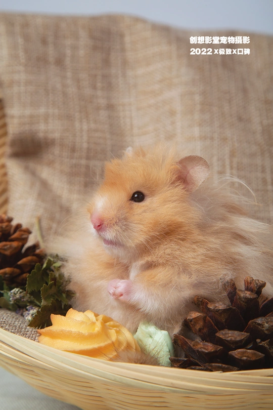 一只小动物坐在一些松果旁边的篮子里