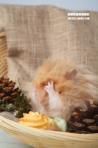 一只棕色和白色的仓鼠 一些松果和一个篮子