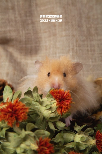 坐在花上的小老鼠