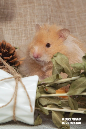 一只小老鼠坐在一堆树叶上