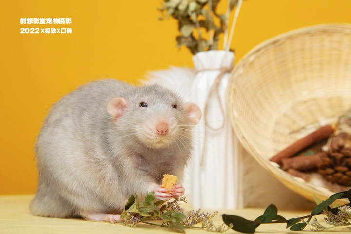 花枝鼠