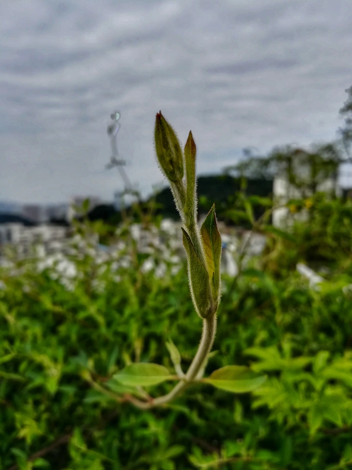 【清明清明，天清地明】