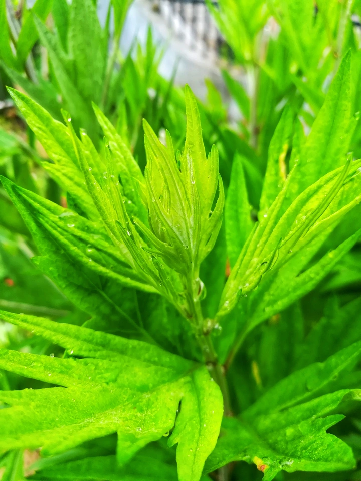 艾草叶