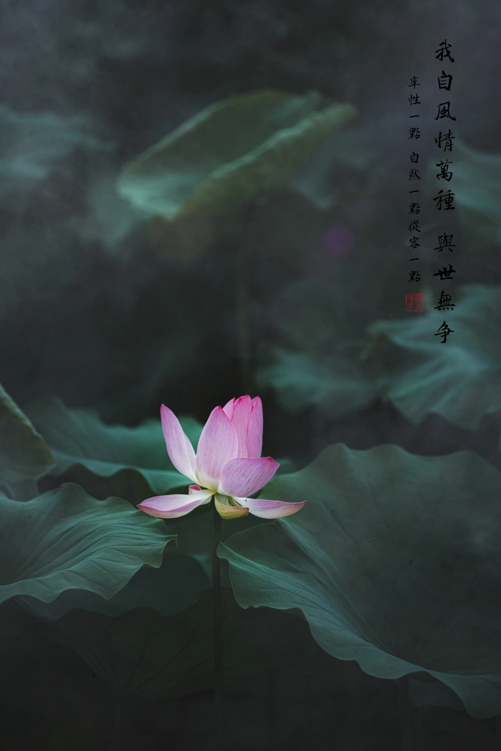 夏日荷花