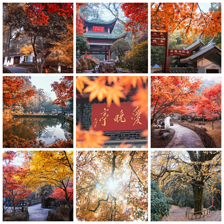 爱晚亭枫叶🍁