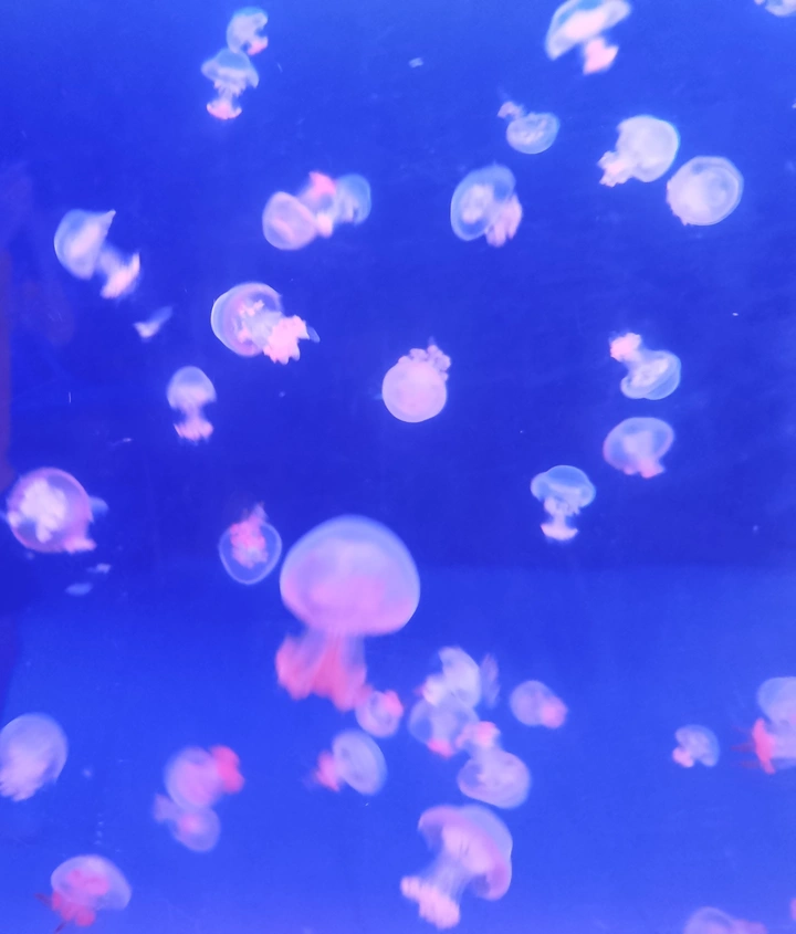 水母