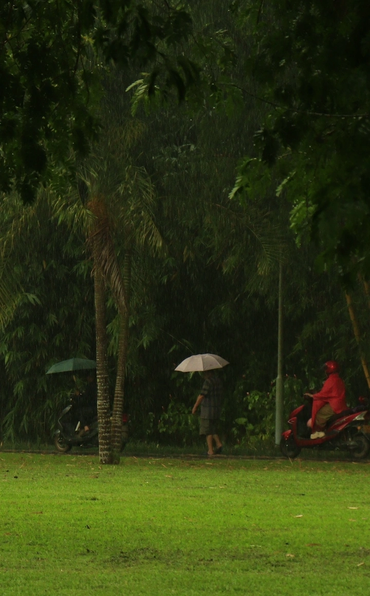 雨天的植物园