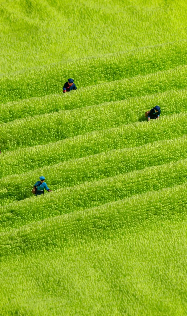 采茶
