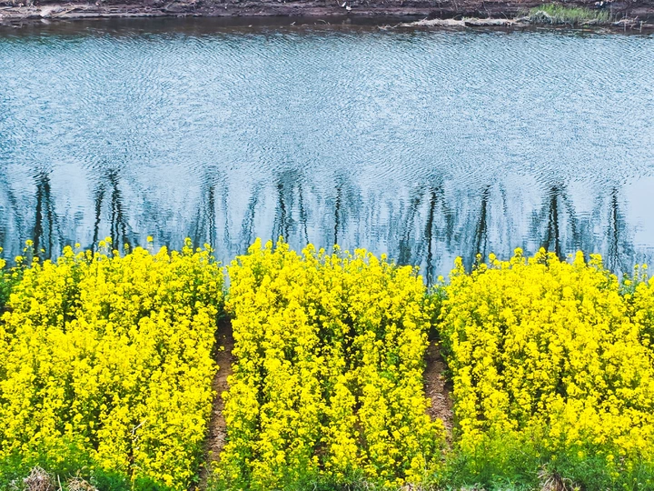 河水与油菜花，摄影构图提升