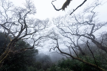 森林中的小径 雾气缭绕 树木葱郁