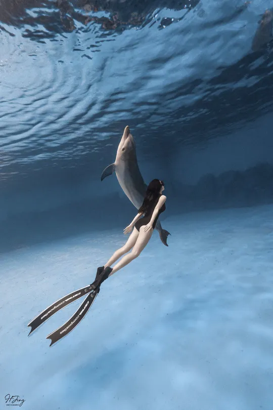 一位女性在海洋表面下与鲨鱼和海豚一起游泳。