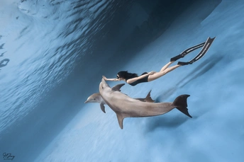 一群海豚在蓝色的海水中游泳