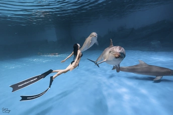 一对海豚在海洋中游泳