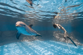 一对海豚在蓝色的游泳池中游泳