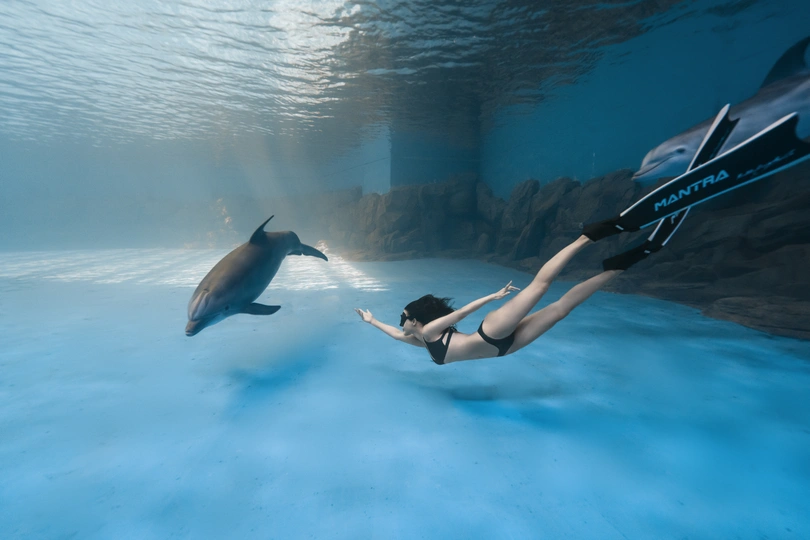 一位女士在游泳池里与海豚一起潜水