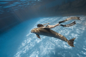 一位女子在海洋馆里与海豚游泳