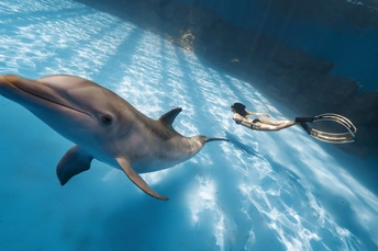 一位女子在水中与海豚一起游泳 在一个水箱里。