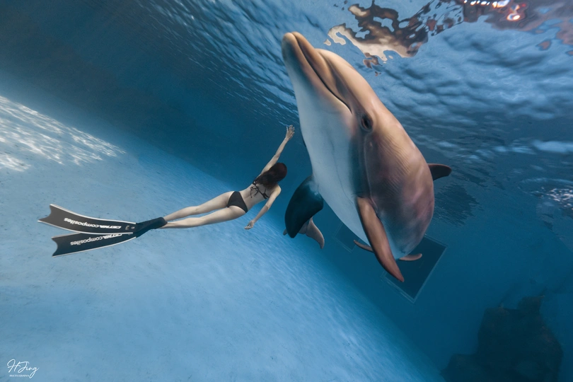 一位年轻女子与海豚游泳