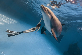 一位年轻女子与海豚游泳