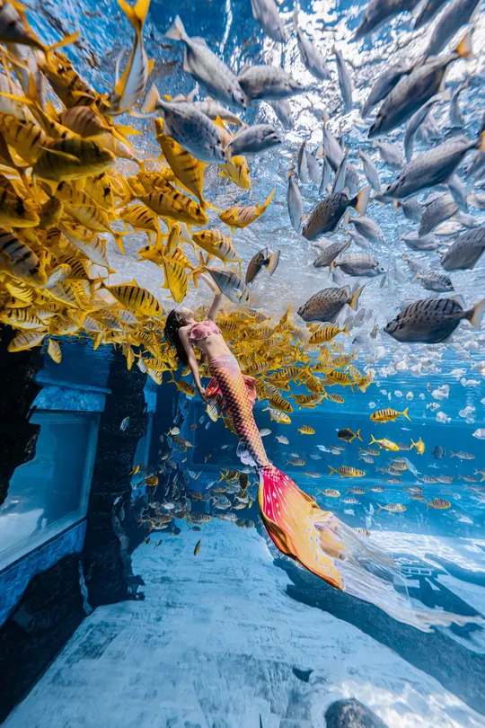 一个在水族馆里游泳的女人 水中有鱼。