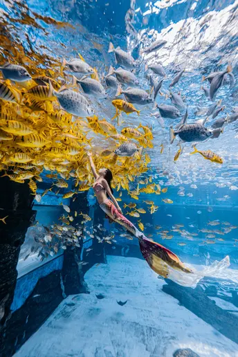 一个年轻女孩看着在一个大型水族馆里游动的鱼。