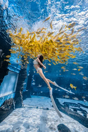 一个年轻女子在大型水箱里潜泳 水箱中有海藻和鱼在海洋中游泳。