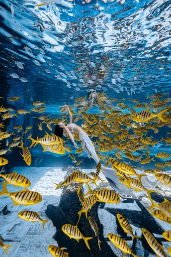 一个穿着裙子的年轻女孩在大型水族馆的水下与热带鱼群游泳。