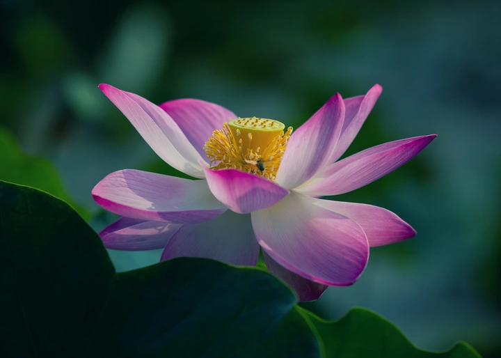 夏荷
