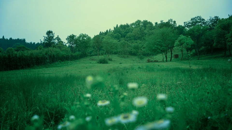 前景是雏菊 背景是树木和树林的绿色田野