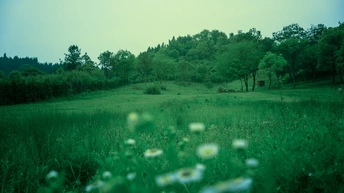 前景是雏菊 背景是树木和树林的绿色田野
