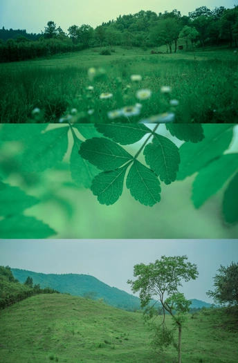 一张有山、树和水的绿色景观照片