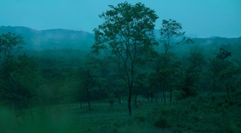 黄昏时的黑暗森林 树上有蓝光