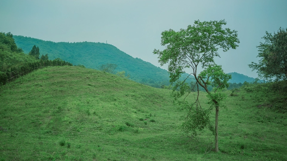 前景中有一棵小树的绿色山丘或山谷景观