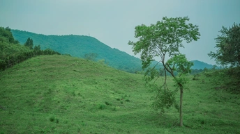 前景中有一棵小树的绿色山丘或山谷景观
