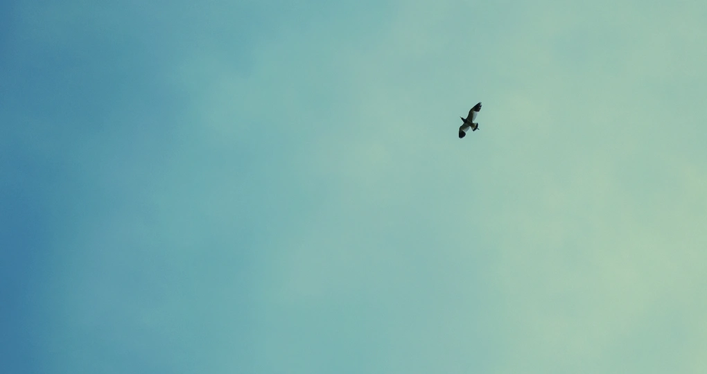 一只黑鸟在高空飞翔