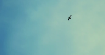 一只黑鸟在高空飞翔