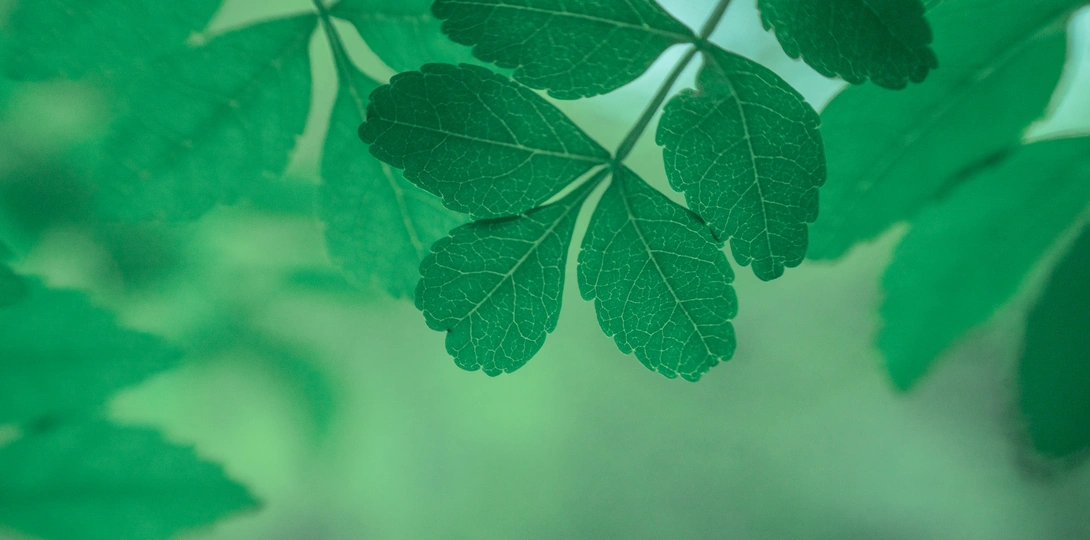 森林里一棵树上的绿叶