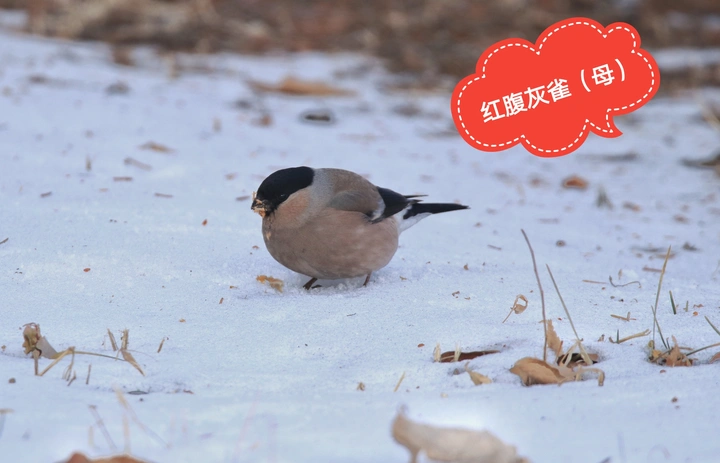 两对夫妻