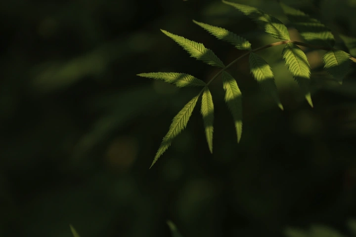 素
