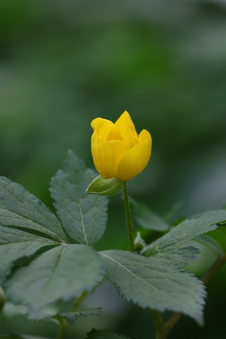 野花