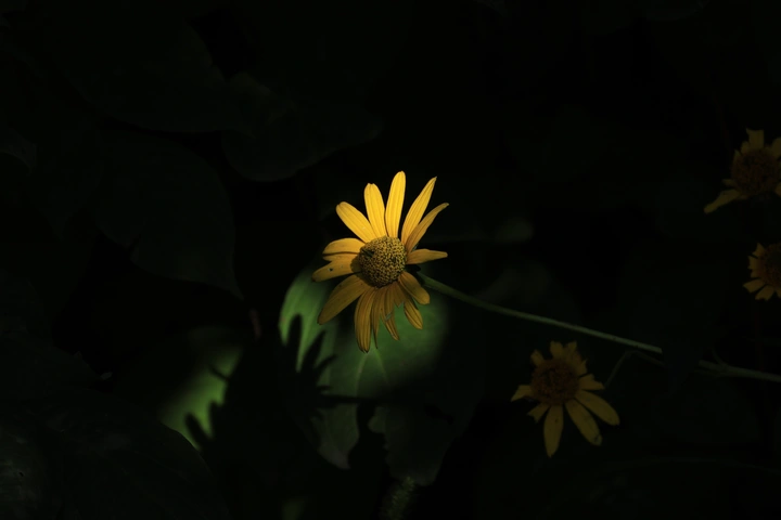 一丝光