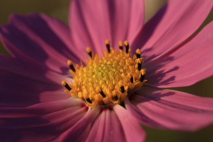 花的心