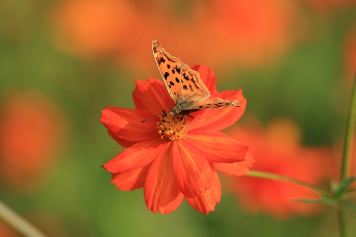 花蝴蝶