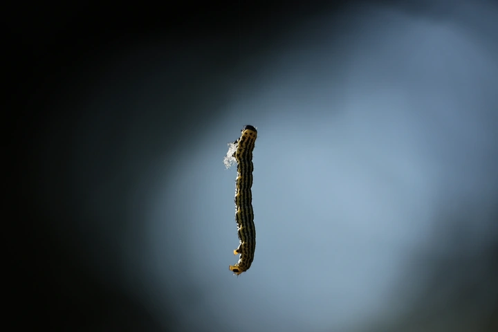 打提溜