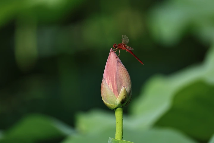 蜻蜓立荷花