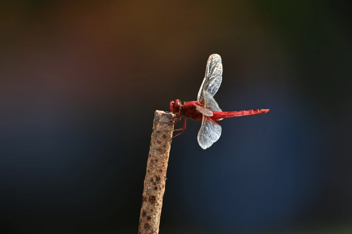 红蜻